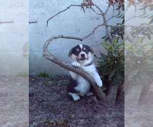 Medium Pembroke Welsh Corgi
