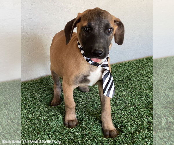 Medium Photo #2 Black Mouth Cur-Unknown Mix Puppy For Sale in San Diego, CA, USA