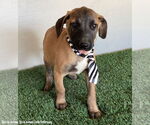 Small #1 Black Mouth Cur Mix