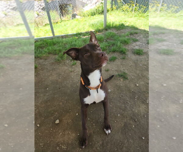 Medium Photo #1 Mutt Puppy For Sale in Evansville, IN, USA