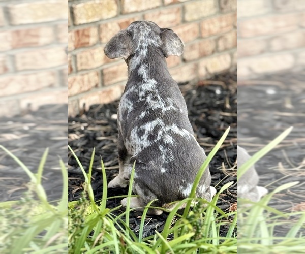 Medium Photo #3 French Bulldog Puppy For Sale in GREENFIELD, IN, USA