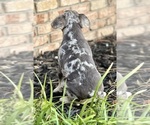 Small #2 French Bulldog