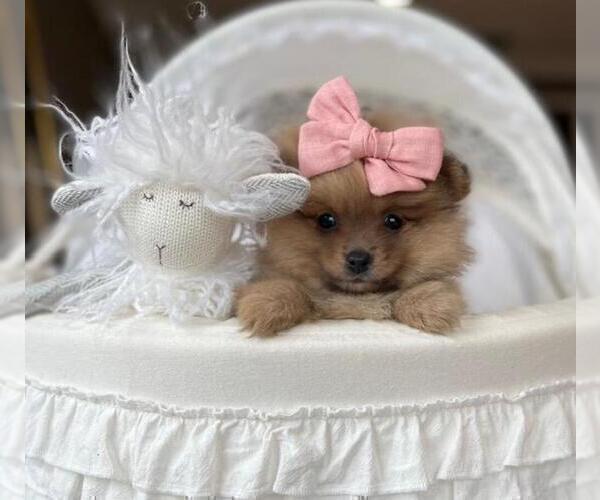 Medium Photo #6 Pomeranian Puppy For Sale in CORAL GABLES, FL, USA