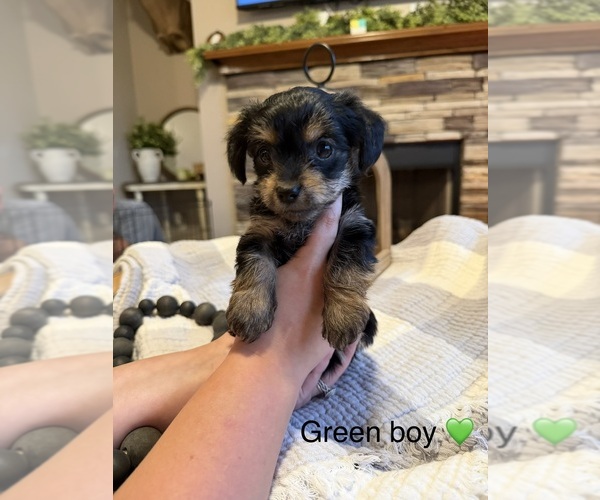 Medium Photo #5 Yorkipoo Puppy For Sale in FOREST CITY, NC, USA