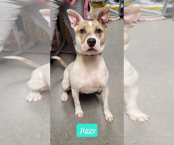 Medium Photo #7 Mutt Puppy For Sale in Richmond, IN, USA