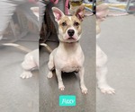 Small #6 Mutt