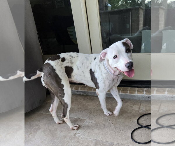Medium Photo #2 Staffordshire Bull Terrier-Unknown Mix Puppy For Sale in The Woodlands, TX, USA