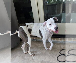 Staffordshire Bull Terrier-Unknown Mix Dogs for adoption in The Woodlands, TX, USA