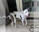 Small #1 Staffordshire Bull Terrier Mix