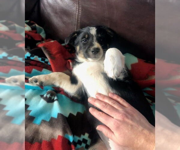 Medium Photo #1 Border Collie-Unknown Mix Puppy For Sale in Winter Park, CO, USA