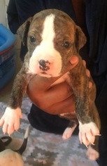 American Pit Bull Terrier Puppy for sale in KANKAKEE, IL, USA