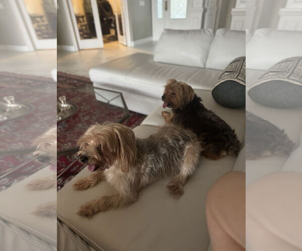 Medium Photo #3 Mutt Puppy For Sale in Sanford, FL, USA