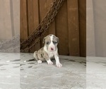 Puppy Puppy 11 America Bandogge Mastiff-American Bully Mix
