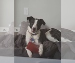 Small Catahoula Leopard Dog-Pointer Mix