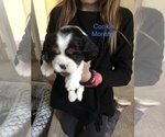 Small Photo #11 Cavalier King Charles Spaniel Puppy For Sale in RIVERSIDE, CA, USA
