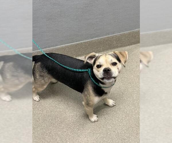 Medium Photo #1 Pug-Unknown Mix Puppy For Sale in Las Vegas, NV, USA
