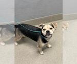 Small Pug Mix