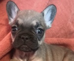Small Photo #16 French Bulldog Puppy For Sale in DENVER, CO, USA