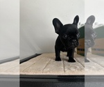 Puppy 7 French Bulldog