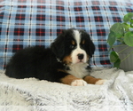 Small Photo #5 Bernese Mountain Dog Puppy For Sale in CLARE, MI, USA