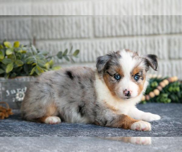 Medium Photo #2 Miniature Australian Shepherd Puppy For Sale in BALTIC, OH, USA