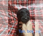 Small Photo #20 Doodle-Goldendoodle Mix Puppy For Sale in FAISON, NC, USA