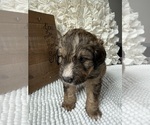 Small #11 Bernedoodle