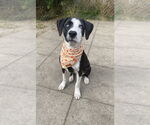 Small #1 Mutt