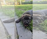 Small #5 Cane Corso-Doberman Pinscher Mix
