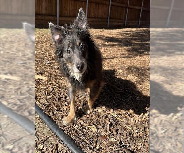 Medium Photo #1 Chihuahua-Unknown Mix Puppy For Sale in Plano, TX, USA