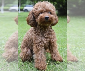 Father of the Goldendoodle (Miniature) puppies born on 04/24/2025