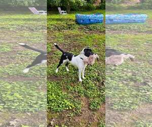 Danny - Male Border Collie-Unknown Mix Dog for Adoption - Photo #4