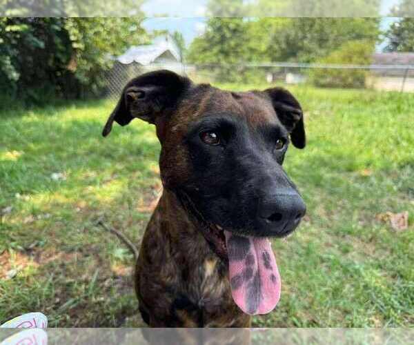 Medium Photo #4 Bogle Puppy For Sale in Aurora, IN, USA