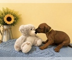 Small #16 Rhodesian Ridgeback
