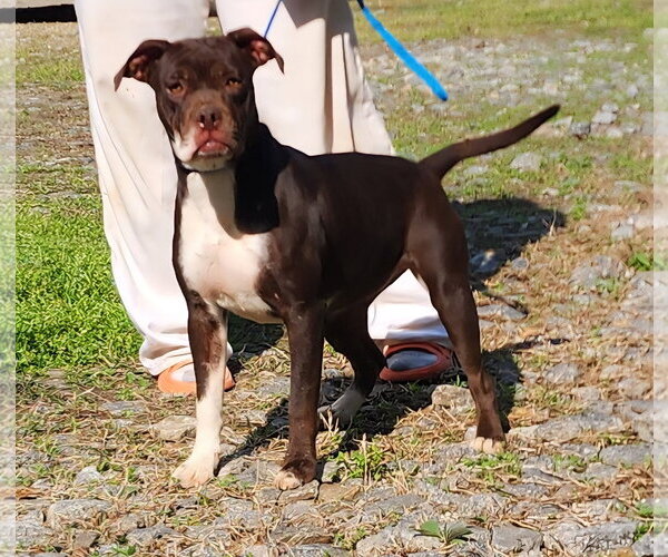 Medium Photo #4 Boxador Puppy For Sale in Wetumpka, AL, USA