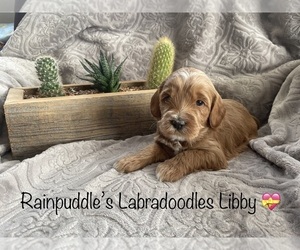 Australian Labradoodle-Labradoodle Mix Puppy for sale in WACO, TX, USA