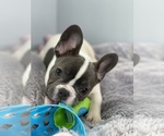 Small French Bulldog