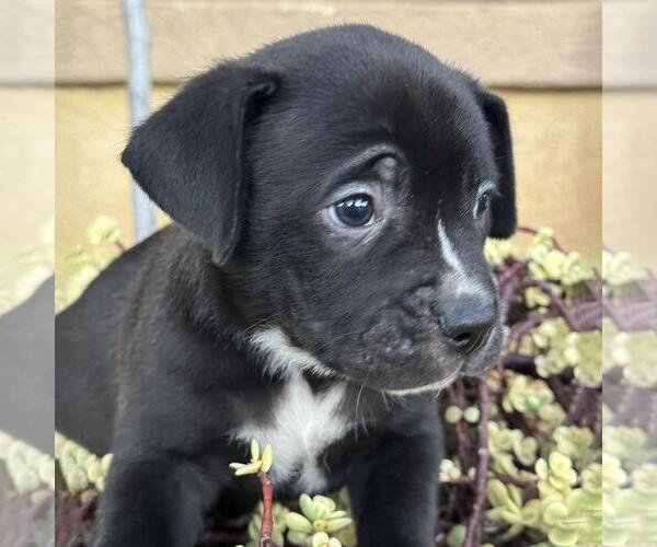Medium Photo #2 Labrador Retriever-Unknown Mix Puppy For Sale in San Diego, CA, USA