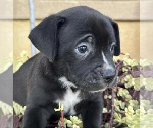 Justice Pup - Witness - Female Labrador Retriever-Unknown Mix Dog for Adoption - Photo #2