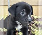 Small Photo #2 Labrador Retriever-Unknown Mix Puppy For Sale in San Diego, CA, USA