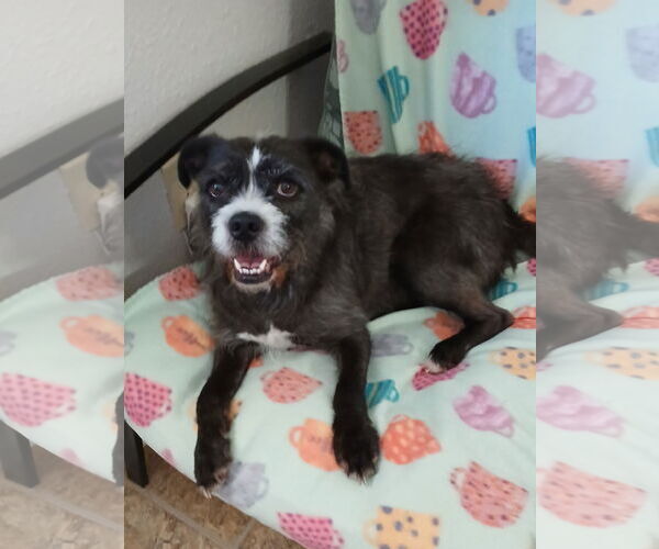 Medium Photo #2 Mutt Puppy For Sale in Eastman, GA, USA