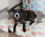 Small #1 Mutt