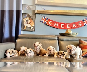 English Bulldog Puppy for sale in CHICAGO, IL, USA