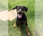 Small Doberman Pinscher