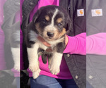 Puppy Duke Border Collie-English Shepherd Mix