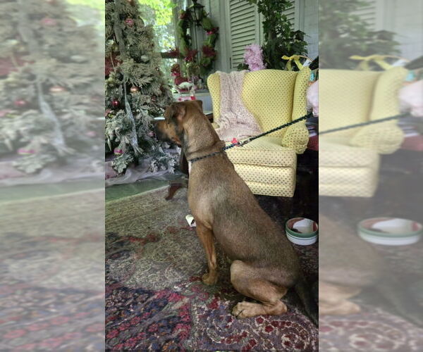 Medium Photo #16 Black Mouth Cur-Boxer Mix Puppy For Sale in Winston Salem, NC, USA