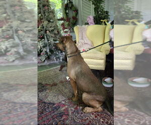 Barry - Male Black Mouth Cur-Boxer Mix Dog for Adoption - Photo #16