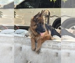Small #3 German Shepherd Dog