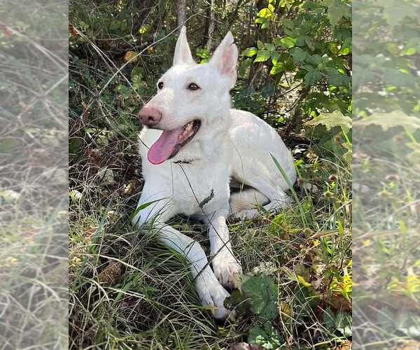 Medium Photo #2 Unknown-white german shepherd Mix Puppy For Sale in Rustburg, VA, USA
