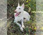 Small #1 white german shepherd Mix